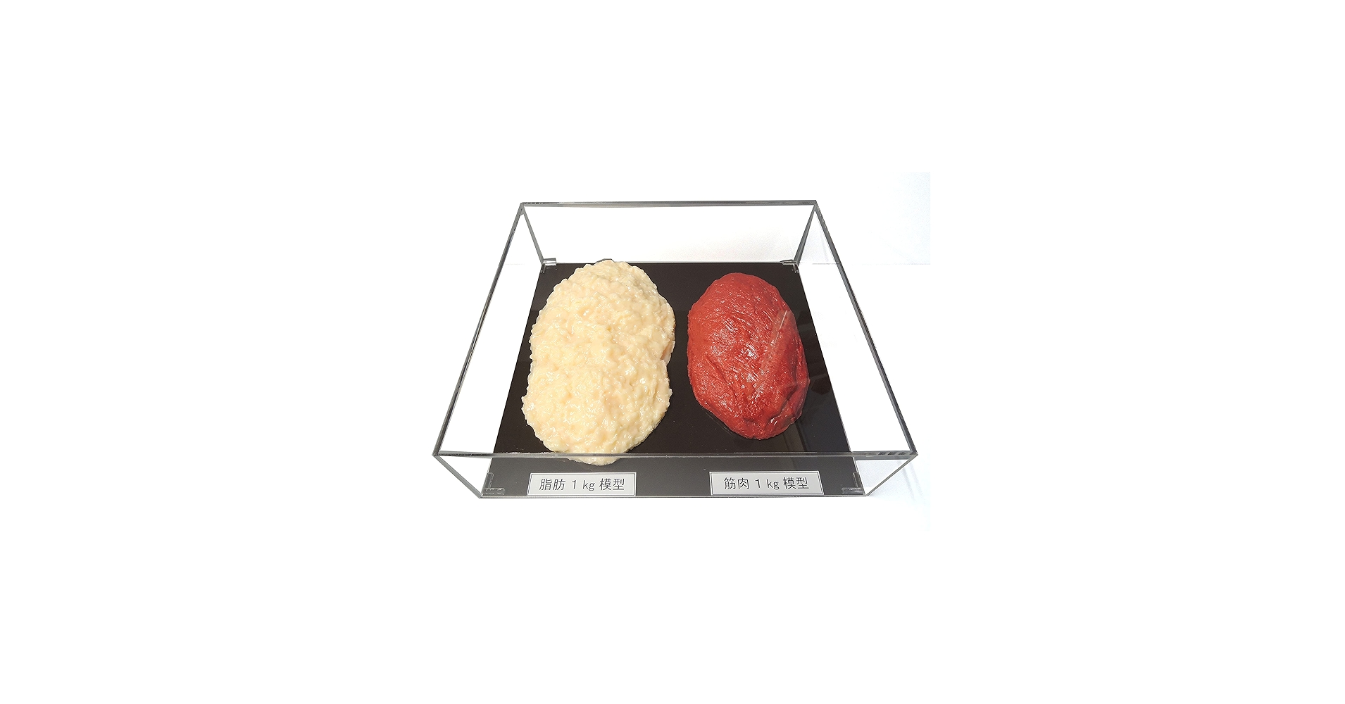 Amazon.co.jp: 【病院食】脂肪模型/筋肉模型対比セット アクリルケース